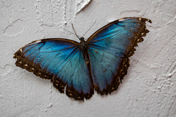 Macro shot of a beautiful blue Morpho butterfly. © Rolf