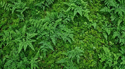 Fototapeta premium Dense green fern and moss canopy with intricate natural texture