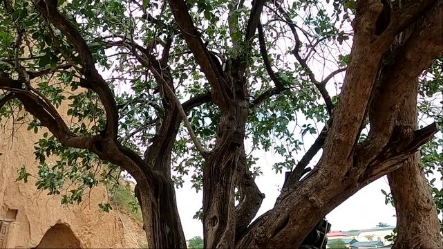 Ancient sacred pistachio tree at Saint Daniel complex in Samarkand