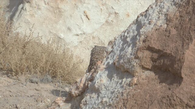Video of a Pharaoh eagle-owl peeks from rocky cliffside. Eyes wide, alert, as if observing distant movement. Sunlit stones frame its camouflaged form. Nature's quiet vigilance captured in stillness