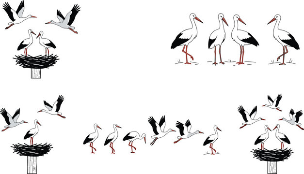 White stork vector set migratory birds collection flying herons standing cranes in nest detailed line art cartoon illustration pack isolated on white background