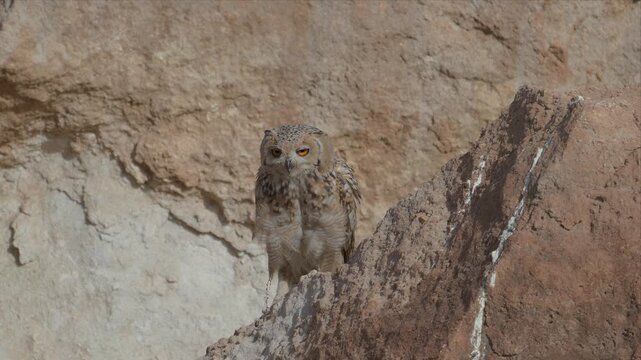 Lone owl perches atop a rocky outcrop. Dry grasses surround the rugged terrain. Its eyes glow with quiet intensity. The scene suggests solitude, vigilance, or wilderness. Ideal for nature, wildlife