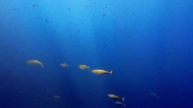 School of dogtooth tuna swimming in the deep blue ocean of Ogan, Iriomote Island, Okinawa, Japan.
