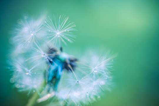 Beautiful dandelion seed head, green bokeh. Dreamy macro nature background closeup. Delicate fragile flower symbolizing hope and wishes. Inspirational botanical design, peaceful wellness mindfulness
