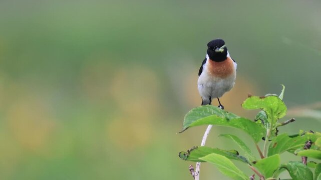 Male Siberian Stonechat with Prey Taking Off from a Branch: Parenting Record in Hokkaido (4K with Audio)