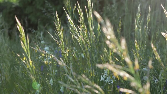 sunny summer green wild meadow nature background