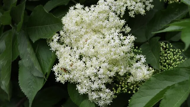  blooming flowers elder nature background
