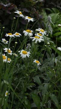 chamomile flowers in garden summer vertical natural background