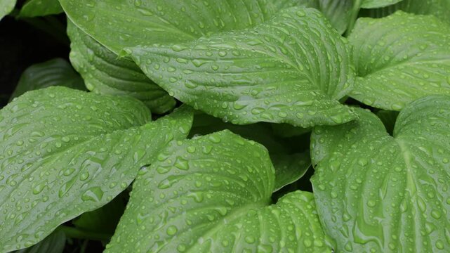 close up water drops on plants green summer natural background