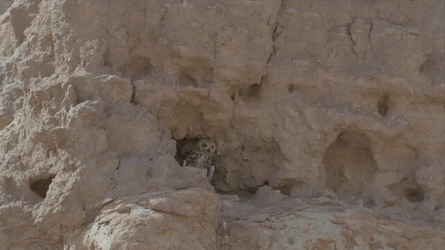 Dusty, eroded cliff face reveals hidden cave entrance. Small, weathered opening suggests ancient animal shelter. Rugged terrain shows signs of wind and time. Ideal for nature, survival