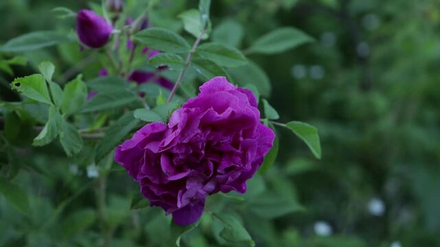 dark roses green nature background