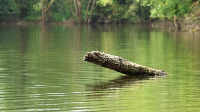 idyllic pond landscape with a tree stump in the water, calm water surface, green reflection, tranquil lake landscape with soft water surface, trees in the background, insects buzzing around