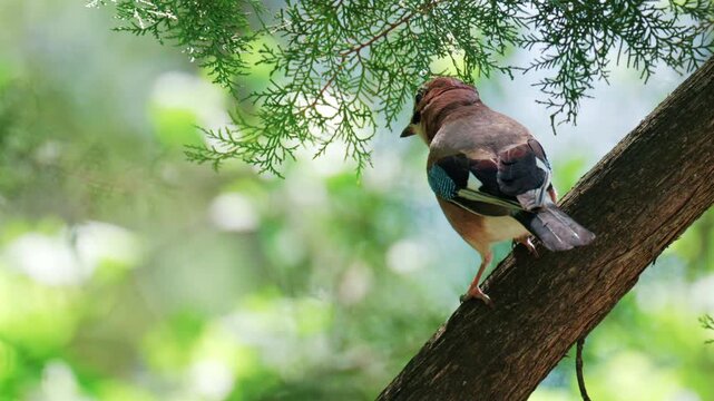 Eurasian jay perched on a tree branch under green foliage