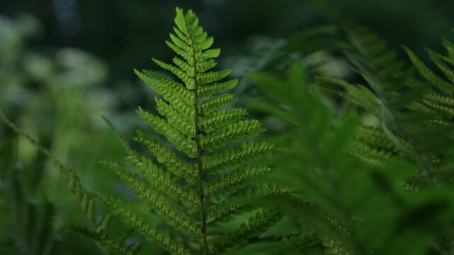 fern leaves in sun light green nature background