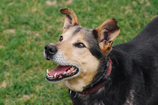 Happy mixed breed dog portrait outdoors. Friendly pet looking up on green grass. Domestic animal closeup. Loyal companion with collar. Natural garden background for pet care theme.
