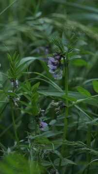 green natral background blooming wild peas
