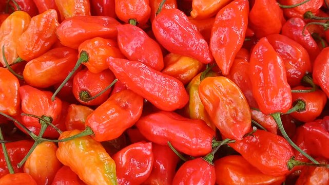 Video of Bhut jolokia or Naga jolokia, a superhot chili pepper cultivated in Northeast India.