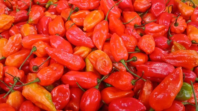 Video of Bhut jolokia or Naga jolokia, a superhot chili pepper cultivated in Northeast India.