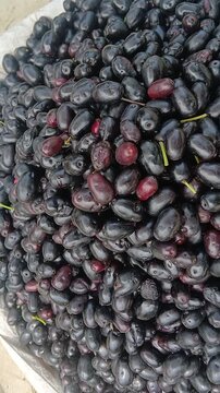 Video of Java plum, or Indian blackberry