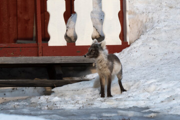 Fototapeta premium Renard polaire,