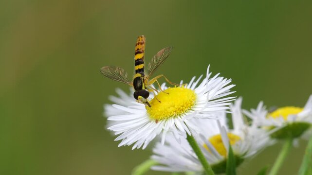 A long hoverfly (Sphaerophoria scripta) among Annual fleabane, daisy fleabane or eastern daisy fleabane (Erigeron annuus) flowers, feeding on nectar, in slow motion.