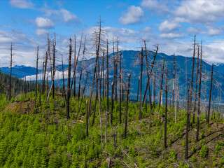 Obraz premium Charred Forest With New Growth and Mountain Backdrop in BC Canada After Wildfire Recovery