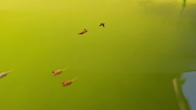 Small guppy fish fry swimming in a bright green algae filled pond with plant matter and reflections on the water surface