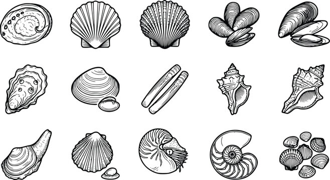 Set Ikon Kerang dan Cangkang Laut Vintage Hitam Putih &ndash; Koleksi Seafood, Nautilus, Scallop, Oyster, dan Seashell Vector Line Art