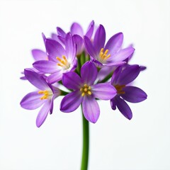 Obraz premium Purple dames rocket flowers bloom in a cluster on a green stem. Delicate petals with yellow stamens open against clean white background. Simple beauty of nature flora.