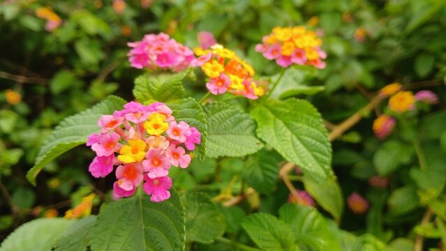 closeup Image of Lantana camara plants with flowers from India.	

