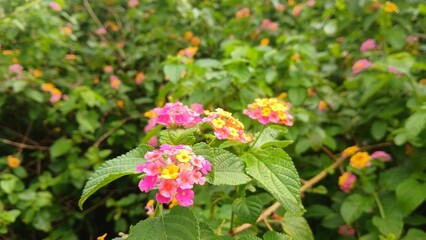 Obraz premium closeup Image of Lantana camara plants with flowers from India. 
