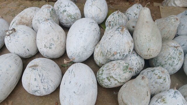 Image of also known as Ash Gourd, Winter Melon, or Wax Gourd.