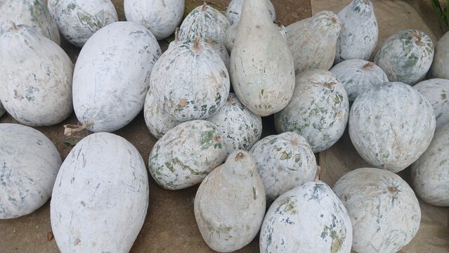 Image of also known as Ash Gourd, Winter Melon, or Wax Gourd.