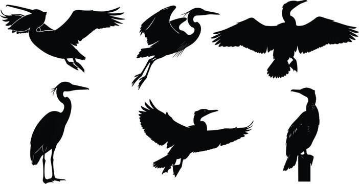 Six black bird silhouettes featuring herons and cormorants in varied poses, highlighting long necks, extended wings, and distinctive standing postures