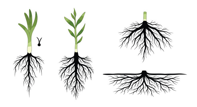Botanical illustration showing different types of plant root systems and stages of growth from a small seed to a leafy sprout.