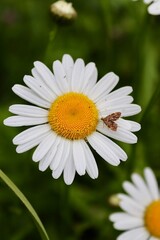 Fototapeta premium daisy flower closeup