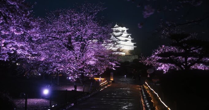 Path leading through spring cherry blossoms park with glowing Himeji castle in distance at night - wide, tracking shot