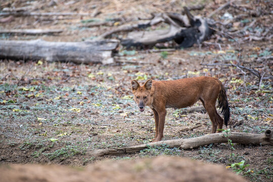 Dhole or wild dog in the forest, close up, selective focus.