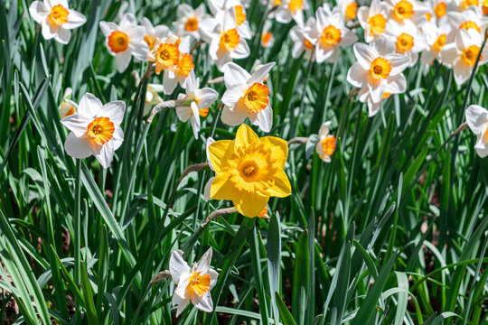 Single Trumpet Daffodil (Narcissus) flower head plant blooming in field of Narcissus tazetta (paperwhite, bunch-flowered narcissus, bunch-flowered daffodil) flowers
