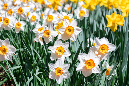 Narcissus tazetta (paperwhite, bunch-flowered daffodil) flower heads in nature field