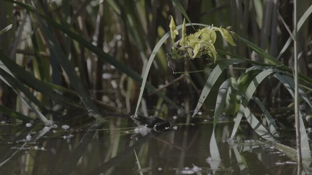 Lush marshland vegetation featuring aquatic plants, blooming flowers, and trees in the serene natural reserve known as Le Foppe Oasis.
