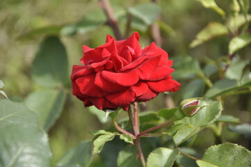 Obraz premium red rose flower