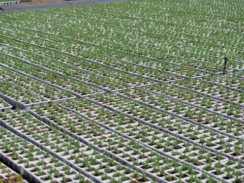  A high-angle geometric 
shot showing a vast sea of young green 
plant seedlings growing in white multi
cell plastic propagation trays. The 
repetitive square pattern of the grid cells 
stretches acro
