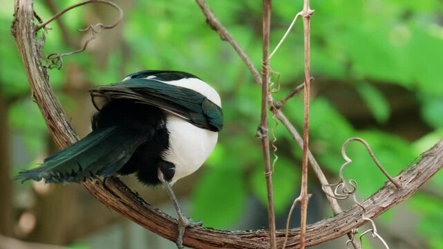 A Eurasian magpie perched on a curved tree branch surrounded by green foliage and thin vines