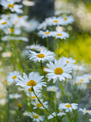 Fototapeta premium Kleines Margareten Blumen Beet in der Wiese am Morgen leuchtende Farbe