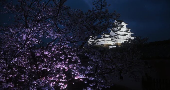 View of wind blowing branches of spring cherry blossom tree and glowing Himeji castle on hill - low shot at night