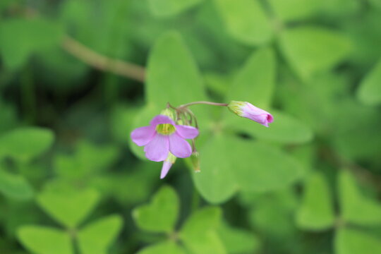 Macro close up of a small pink oxalis wood sorrel flower blooming in the garden