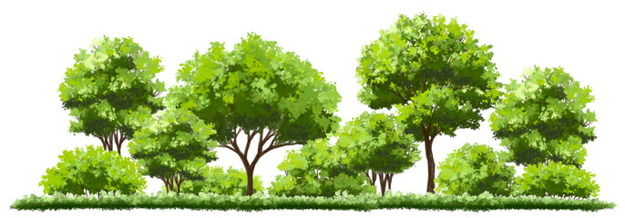 Fototapeta premium Vector watercolor of tree side view isolated on white background for landscape and architecture drawing, elements for environment and garden, painting botanical for section