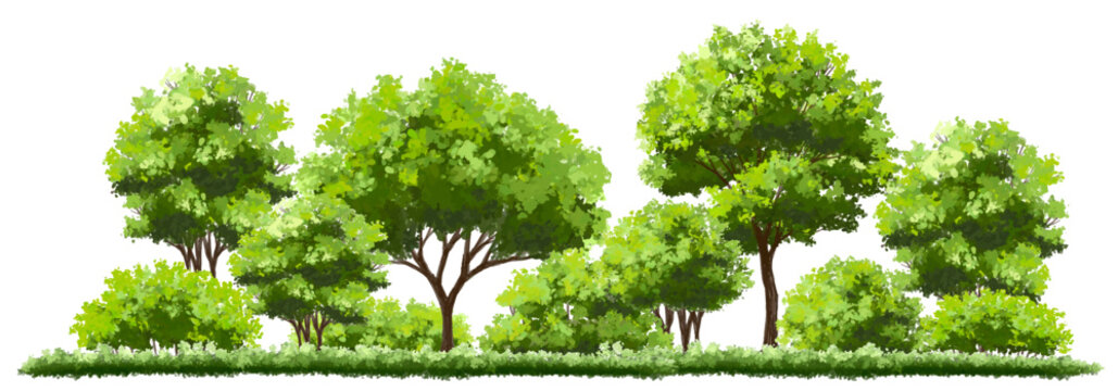 Vector watercolor of tree side view isolated on white background for landscape and architecture drawing, elements for environment and garden, painting botanical for section