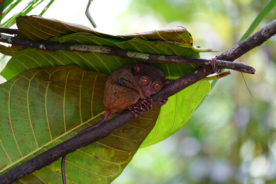 Philippine tarsier, Bohol Island, Philippine